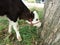 Young Heifer Calf Licking Tree Bark