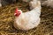 Young Hen Sit On hay In Barn.