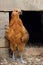 A young hen watching the entrance to the hen house