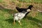 Young hens walking on the grass