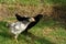 Young hens walking on the grass