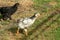 Young hens walking on the grass o