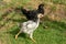 Young hens walking on the grass o