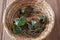 Young Herb Bennet plants with roots