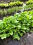 Young herb vegetables plants growing soil Seedlings ground