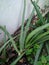 A young herbal medicinal plant of Aloe Vera with its thorny green leaves