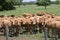 A young herd of dairy cows