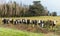 Young Herd of Herefords