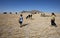 Young herdsman, shepherdess and cows in drought field