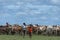Young herdsmen herding herd of African cattle