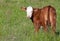 Young Hereford calf