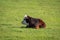 Young Hereford calf resting in the grass