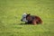 Young Hereford calf resting in the grass