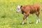 Young Hereford calf walks with hoof pointed