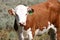 Young Hereford Cow