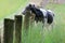 Young Hereford Dairy Cow Behavior