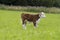 Young Hereford male Calf