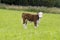 Young Hereford male Calf