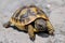 Young Herman\'s tortoise