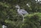 Young Heron Bird