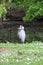 A young heron walking in the city park