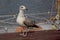 Young herring gull on a sailship, selective focus