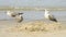 Young herring gulls on a beach