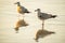 Young herring gulls in the water of the Baltic sea during sunset