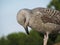 Young herring seagull bowing respectfully