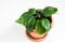 A young hibiscus bush in a pot on a white background. Rooted cuttings are planted in the soil of a Chinese rose. Copy space.