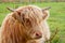 Young Highland breed cow in Caithness, Scotland, UK