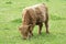 A young highland calf is grazing in a Scottish field