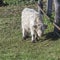 A young highland cattle