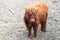 young highland cattle bull