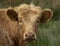 Young highland cattle in a field in Scotland