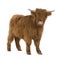 Young Highland Cow