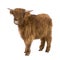 Young Highland Cow