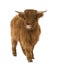 Young Highland Cow