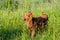 Young highland cow in a field