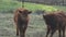 Young highland cows standing around in a field