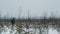 Young hiker walking on snow covered prairie bushes on winter day