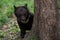 Young Himalayan bear cub in a summer forest