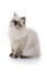 Young Himalayan Cat Looking Away