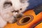 Young Himalayan Persian kitten with a guitar