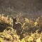 Young hind doe red deer in Autumn Fall forest landscape image