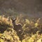 Young hind doe red deer in Autumn Fall forest landscape image