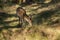 Young hind doe red deer in Autumn Fall forest landscape image