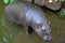 Young hippo climbs out of the water