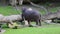 Young hippo is eatting grass