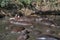 Young hippo with its mouth wide amongst many hippos in a hippo pool